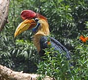 Picture/image of Knobbed Hornbill
