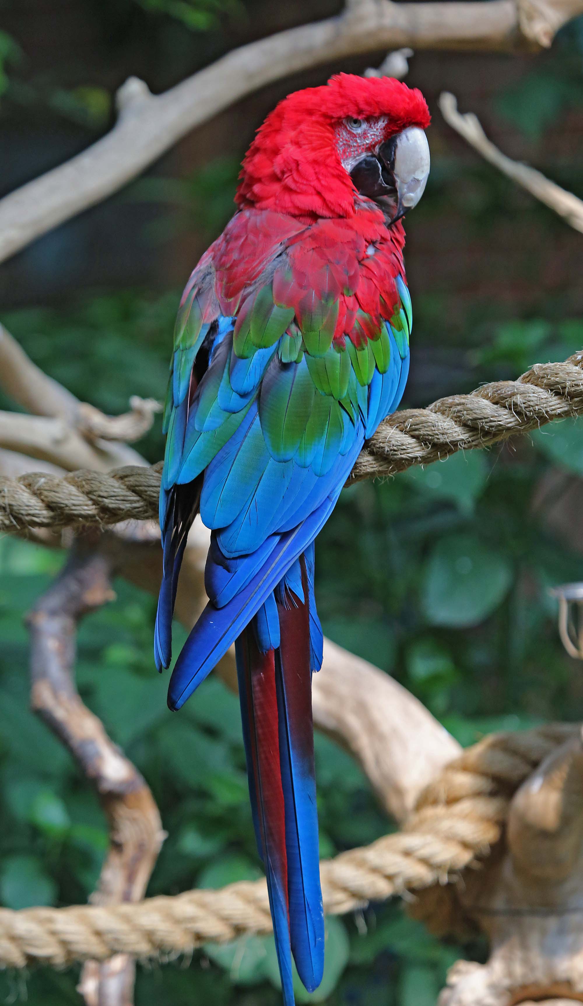 industri Fancy kjole harpun Pictures and information on Red-and-green Macaw