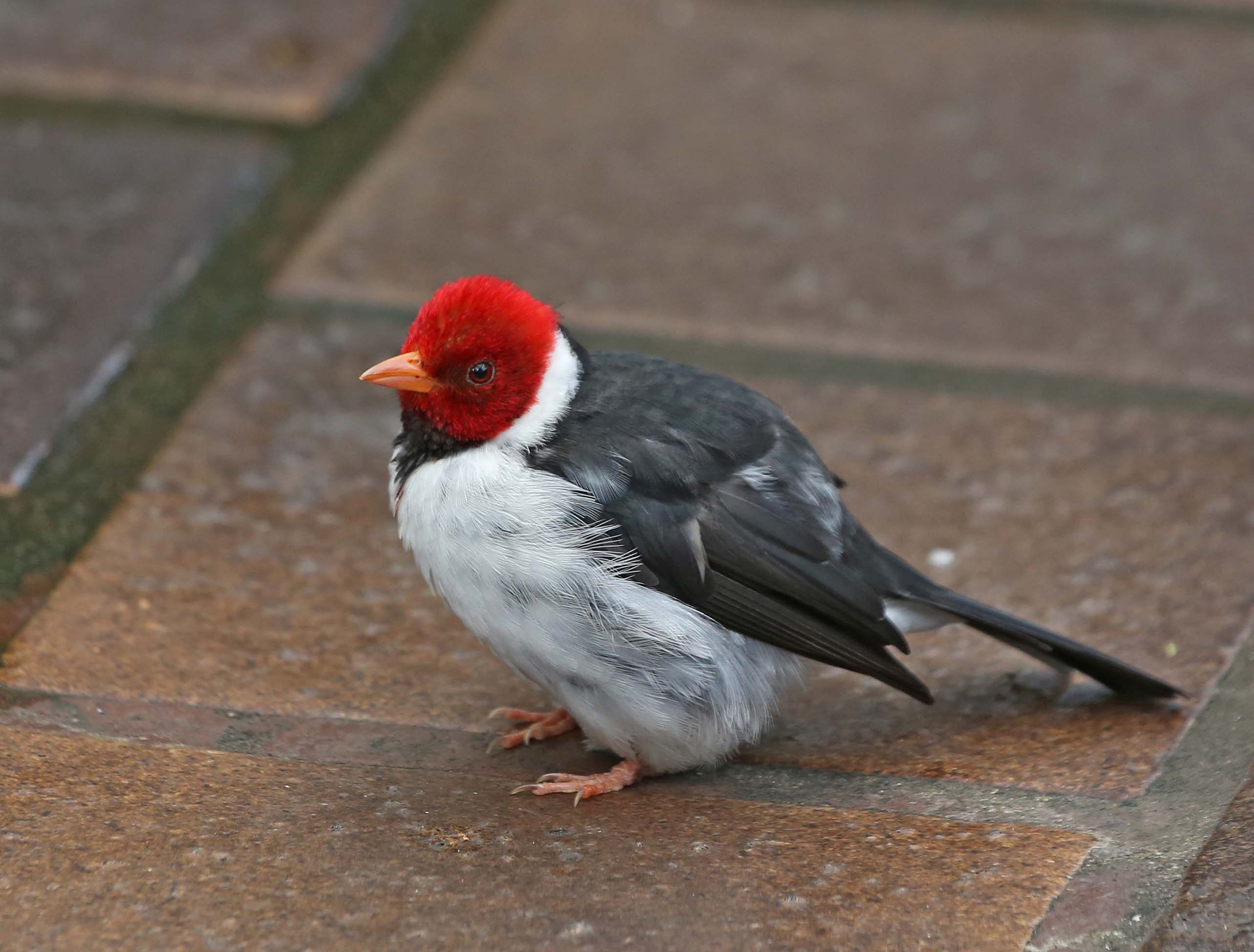 hawaii birds red head