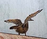Picture/image of Sunbittern