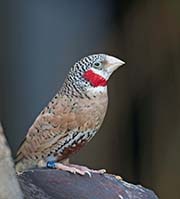 Cut-throat Finch
