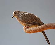 Picture/image of Inca Dove