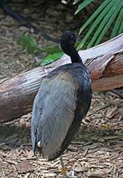 Picture/image of Grey-winged Trumpeter