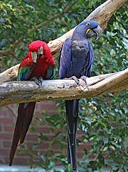 Picture/image of Hyacinth Macaw