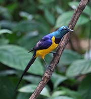 Picture/image of Golden-breasted Starling
