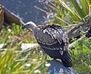 Picture/image of Ruppell's Vulture