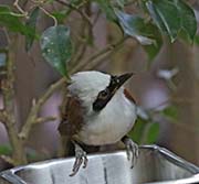 Picture/image of White-crested Laughingthrush