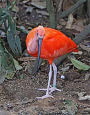 Picture/image of Scarlet Ibis
