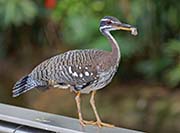 Picture/image of Sunbittern