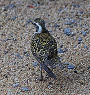 Picture/image of American Golden Plover
