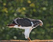 Picture/image of Augur Buzzard