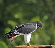 Picture/image of Augur Buzzard