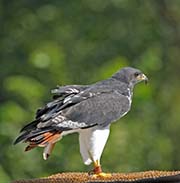 Picture/image of Augur Buzzard