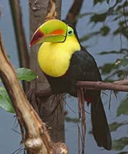 Keel-billed Toucan