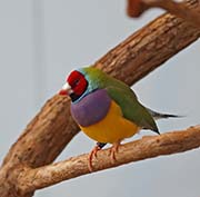 Picture/image of Gouldian Finch