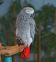 Picture/image of Grey Parrot