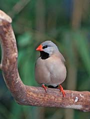 Picture/image of Long-tailed Finch