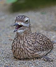 Picture/image of Spotted Thick-knee