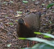 Picture/image of Great Argus