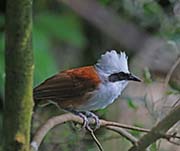 Picture/image of White-crested Laughingthrush