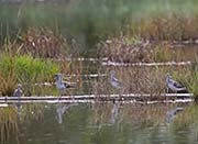 Picture/image of Greater Yellowlegs