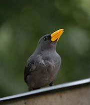 Picture/image of Finch-billed Myna