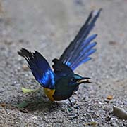 Picture/image of Golden-breasted Starling
