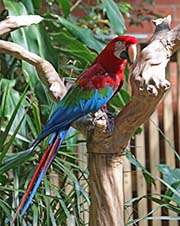 Picture/image of Red-and-green Macaw