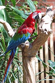 Picture/image of Red-and-green Macaw