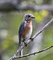 Picture/image of Eastern Bluebird