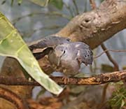Picture/image of Blue Ground Dove