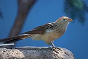 Picture/image of Guira Cuckoo