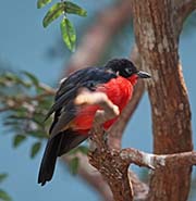 Picture/image of Black-headed Gonolek