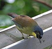 Picture/image of Blue-crowned Laughingthrush