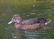 Picture/image of Rosy-billed Pochard