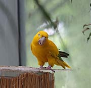 Picture/image of Golden Parakeet