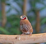 Picture/image of Cut-throat Finch