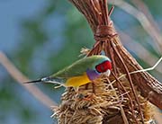 Picture/image of Gouldian Finch