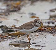 Picture/image of Wilson's Plover