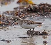 Picture/image of Semipalmated Sandpiper