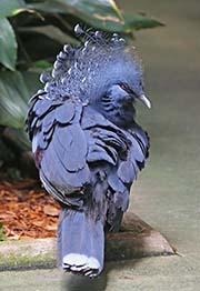 Picture/image of Victoria Crowned-Pigeon