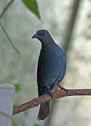 Picture/image of Asian Fairy-bluebird