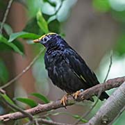 Picture/image of Golden-crested Myna