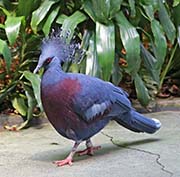 Picture/image of Victoria Crowned-Pigeon