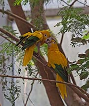 Golden Parakeet