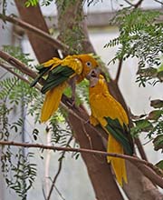 Picture/image of Golden Parakeet