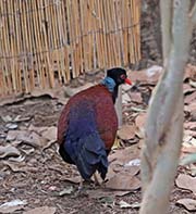 Picture/image of Green-naped Pheasant Pigeon