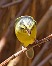 Picture/image of Yellow-fronted Canary
