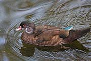 Picture/image of Wood Duck