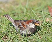 Picture/image of House Sparrow